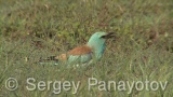 Video of European Roller - European Roller hunting insects in field near to Shabla lake in nest period
